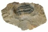 Detailed Reedops Trilobite - Atchana, Morocco #190333-2
